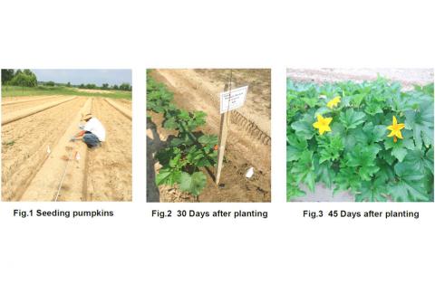 Effects of Organic Biofungicides vs. Conventional Fungicides on Powdery Mildew in Pumpkins