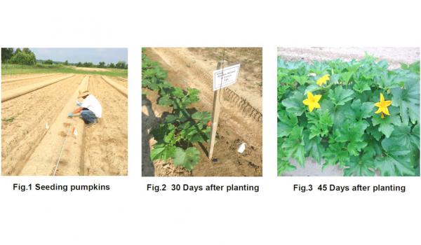 Effects of Organic Biofungicides vs. Conventional Fungicides on Powdery Mildew in Pumpkins