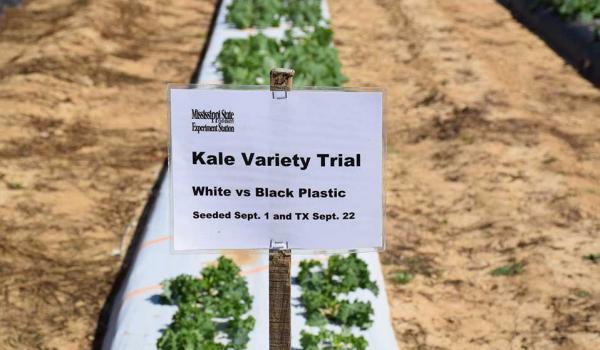 Kale Variety Trial On White and Black Plastic Mulch